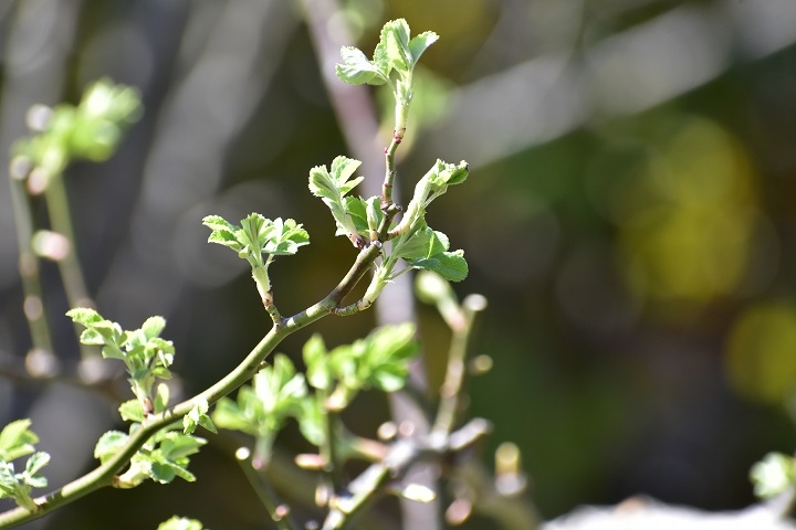 https://www.treeoflife.co.jp/garden/news/images/_DSC1368.JPG