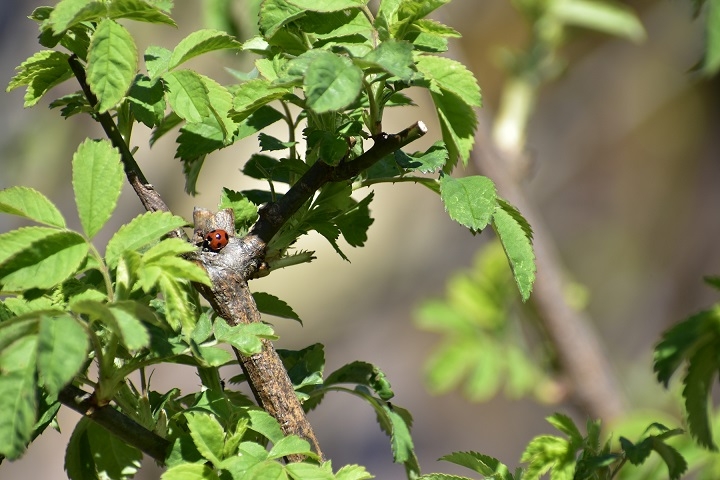 https://www.treeoflife.co.jp/garden/news/images/_DSC1371.JPG