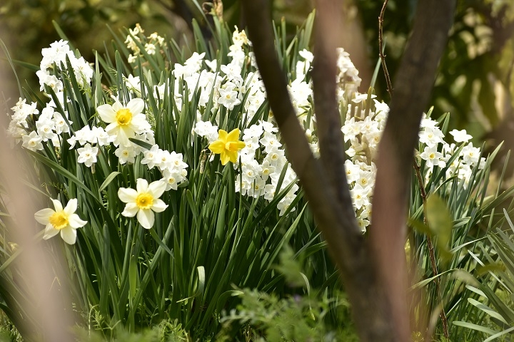 https://www.treeoflife.co.jp/garden/news/images/_DSC1400.JPG