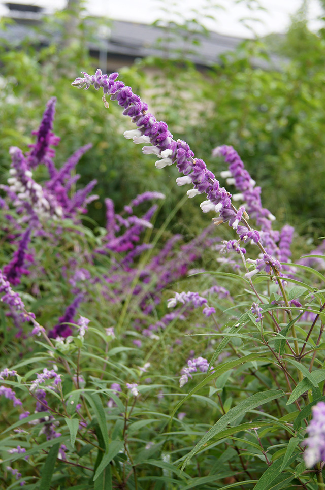 https://www.treeoflife.co.jp/garden/news/images/a10b172c42b6d6886044cddc495839c063132793.JPG
