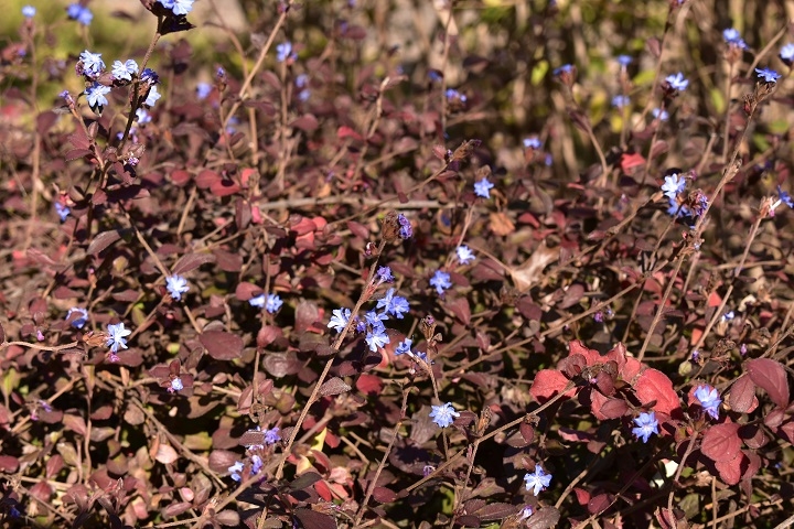 https://www.treeoflife.co.jp/garden/news/images/a60d3bc1c400e6dca0030f0ef7da008b60788e75.JPG