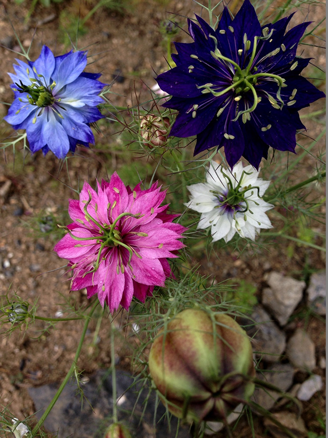 https://www.treeoflife.co.jp/garden/news/images/a8a5b989d0008c0868e99636147655aca67271b3.jpg