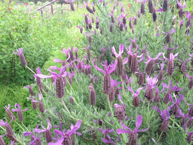 https://www.treeoflife.co.jp/garden/news/images/b3aa02c1524b22ae71e444e4399674cb146806a9.JPG