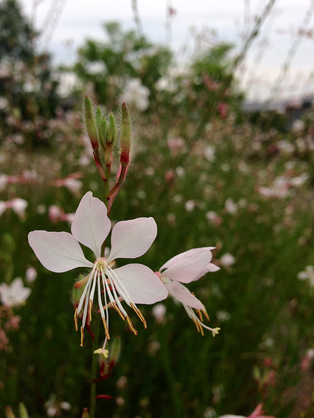 https://www.treeoflife.co.jp/garden/news/images/b7aba0bd367a0d149251429dc5b99043be446bec.jpg