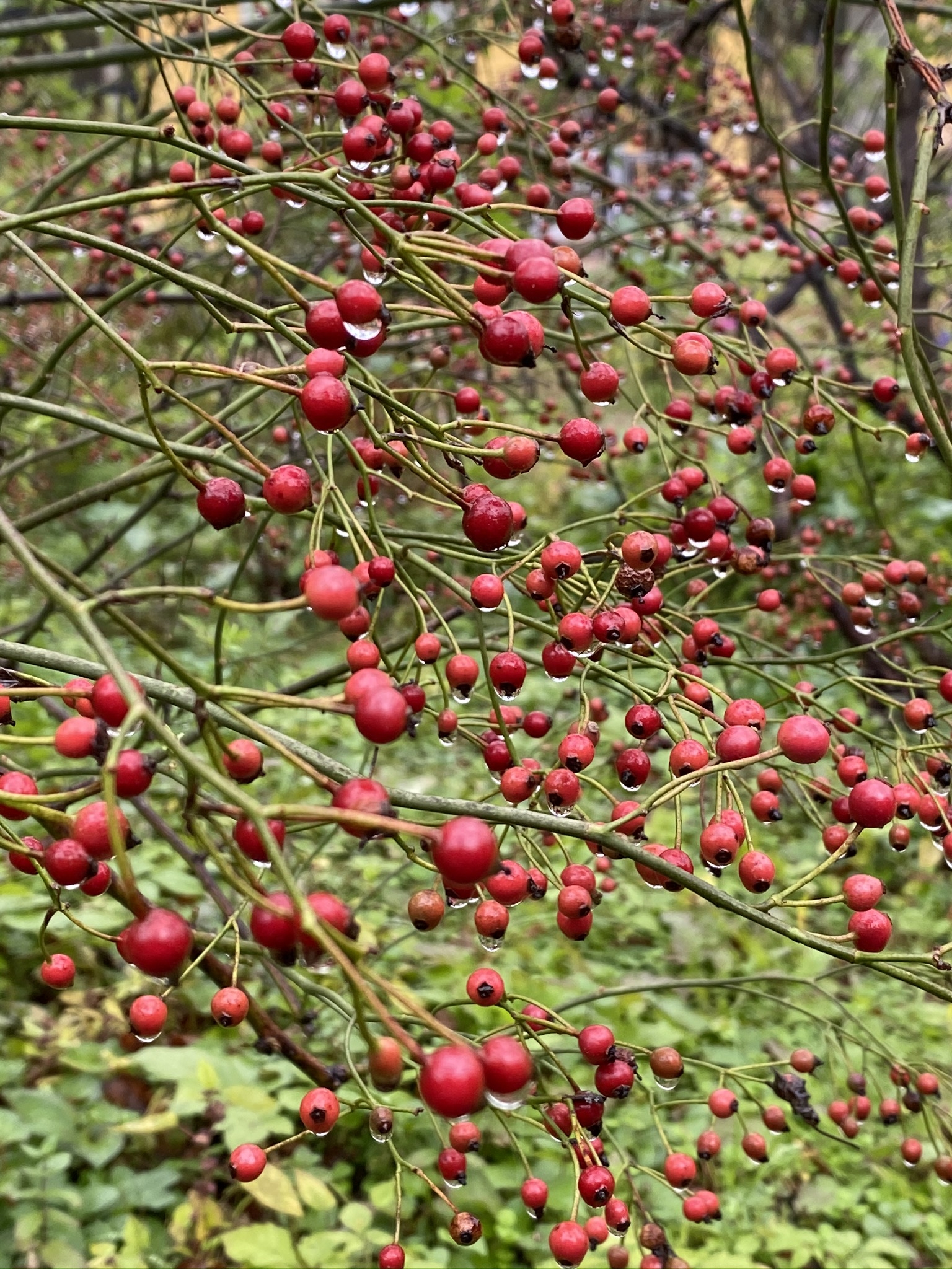 https://www.treeoflife.co.jp/garden/news/images/bd26d6b5105ee65ee5f7a5a495132fa81448c05b.jpeg