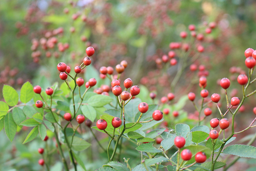 https://www.treeoflife.co.jp/garden/news/images/bddac1071fe2c1a6f4162e725cfe1d66431063f0.JPG