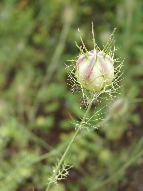 https://www.treeoflife.co.jp/garden/news/images/c1bd3113a8ef7635b1bc3bbb1fdd17e5e498f6f8.JPG