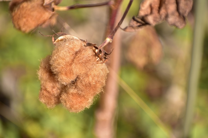 https://www.treeoflife.co.jp/garden/news/images/c3e2108f7811322c47584483e14da72e5bedd35c.JPG