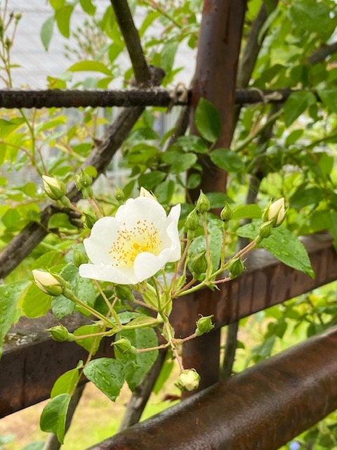 https://www.treeoflife.co.jp/garden/news/images/c5e5320bf35530a076d379ba909854924933ac6a.jpeg