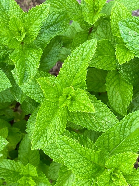 https://www.treeoflife.co.jp/garden/news/images/c6f5530db4935345d4cb9a1cc6cdb850baf901ec.jpeg