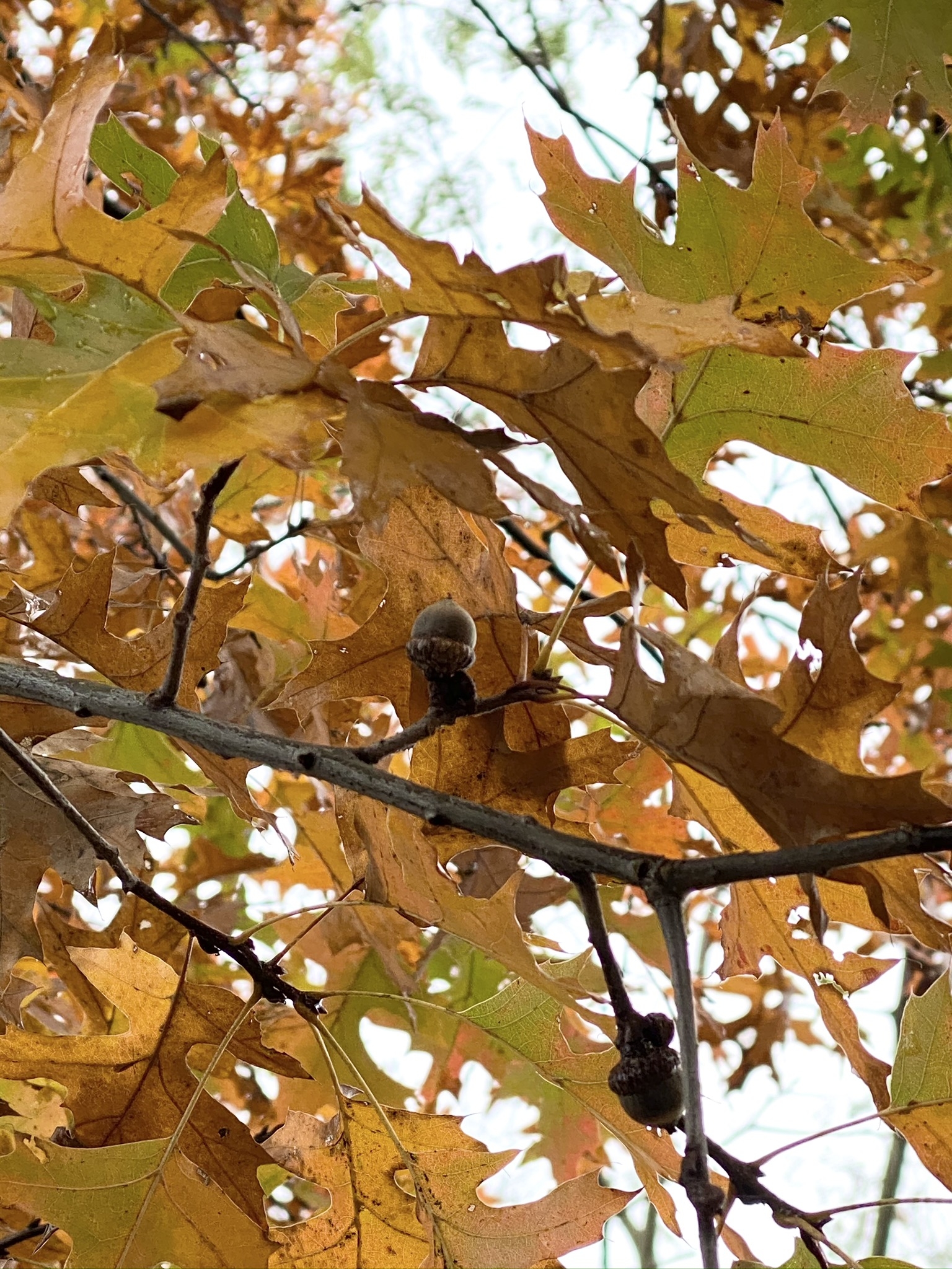 https://www.treeoflife.co.jp/garden/news/images/c6fbf43700ccbbe02fedfd5d774c9d3dc6fa0562.jpeg