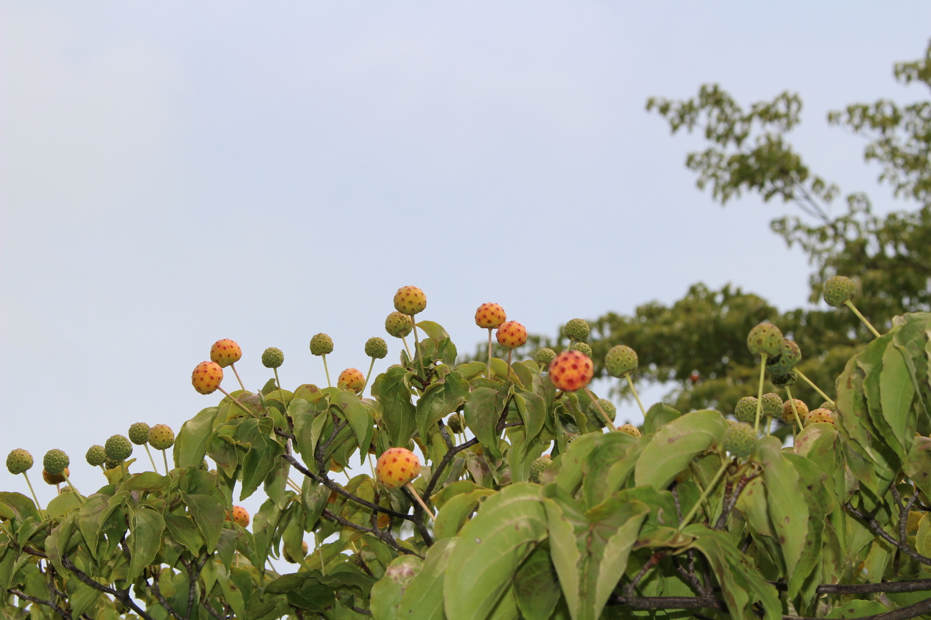 https://www.treeoflife.co.jp/garden/news/images/caa89c997cc33c95750c1179b43bc74f475a2843.JPG