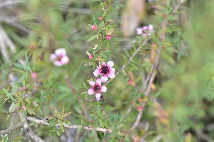 https://www.treeoflife.co.jp/garden/news/images/da96b9e5c2ece21425a72e5c1cda53249b3a5fd0.JPG