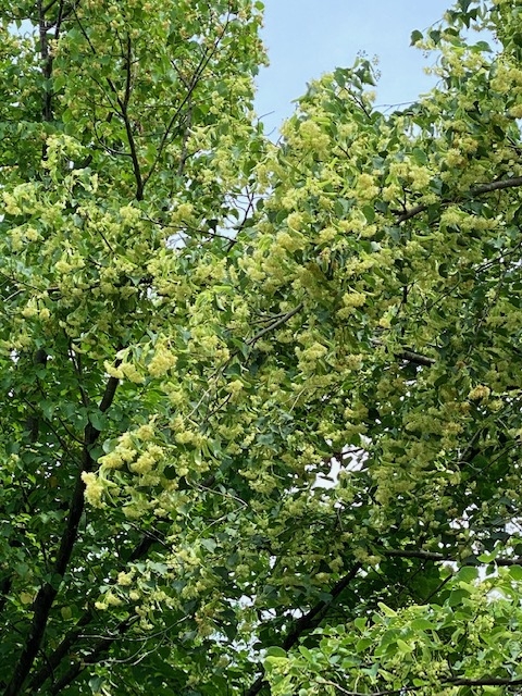 https://www.treeoflife.co.jp/garden/news/images/db5b212c57eaf2ea085acbc498406549d9446e3e.jpg