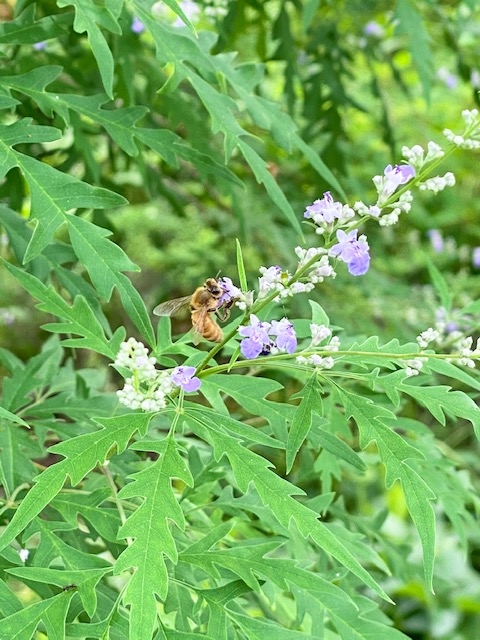 https://www.treeoflife.co.jp/garden/news/images/e8160e0b65da38539b7270ddd2f26de82a1bc315.jpg