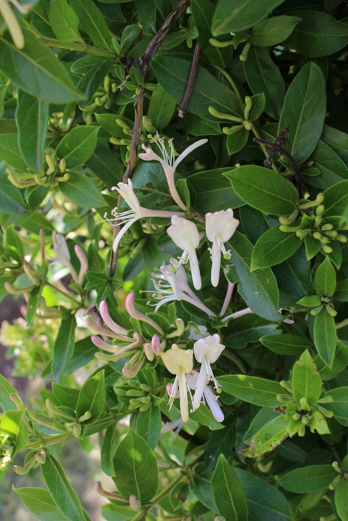 https://www.treeoflife.co.jp/garden/news/images/e8eecc747e41b2a88831639063a8be800538c484.jpg