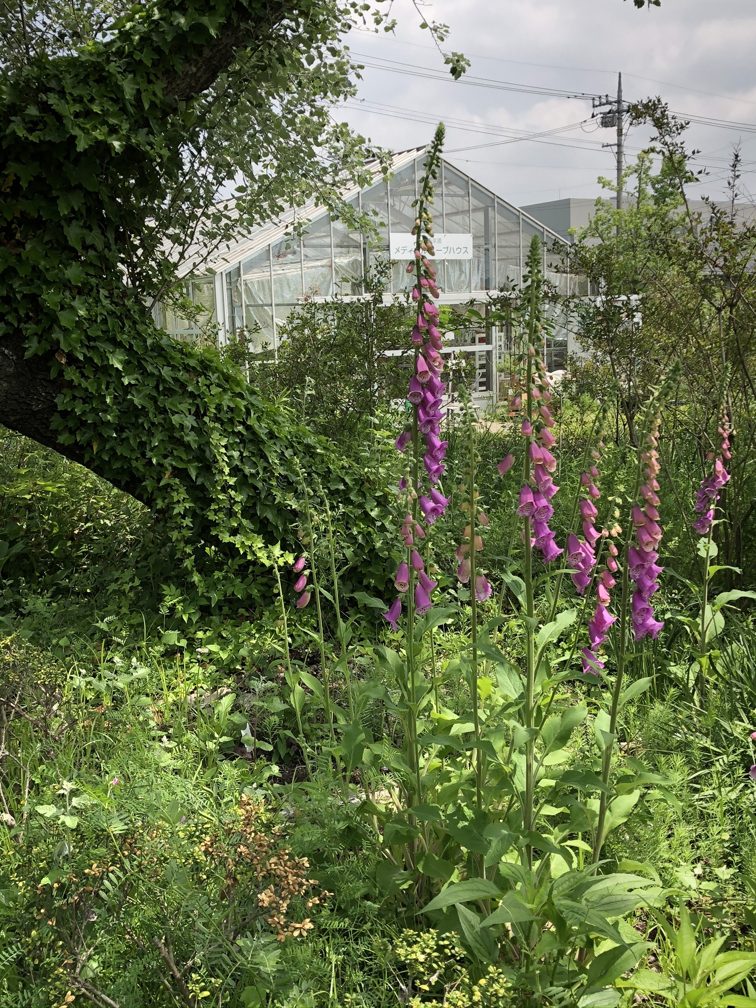 https://www.treeoflife.co.jp/garden/news/images/e9555bc5728e4a6da6e6f04aeead11c6c86de1d3.jpeg
