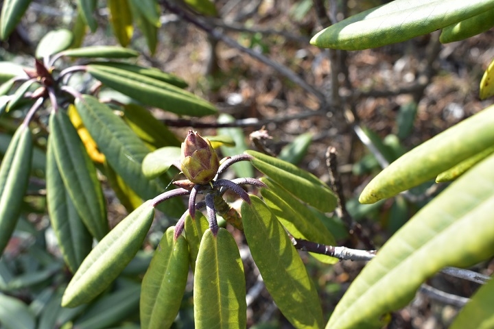 https://www.treeoflife.co.jp/garden/news/images/ef126c452f26e2a2cdd6bbc62a736f6e091d8eb1.JPG