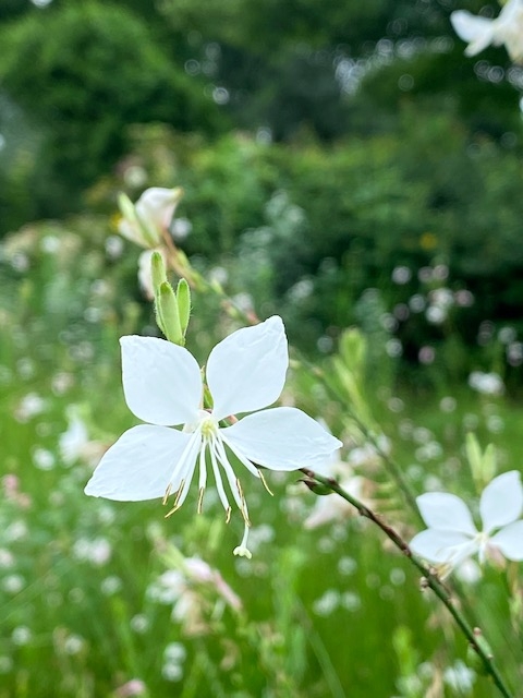 https://www.treeoflife.co.jp/garden/news/images/ef638419274721a22d6821489d4741ab66b8a5a5.jpg