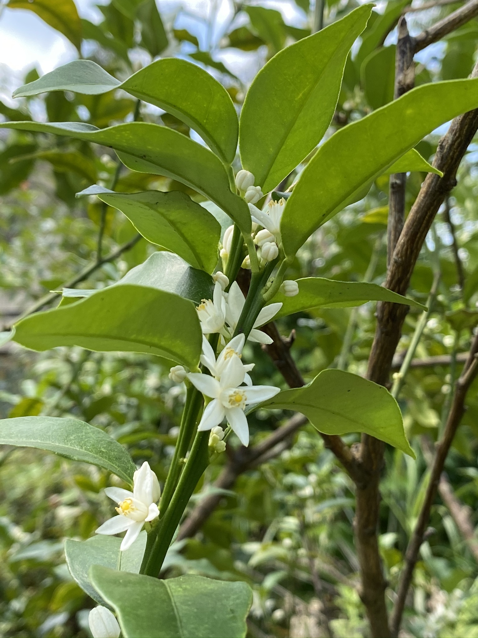 https://www.treeoflife.co.jp/garden/news/images/fe9b37a2c79031c0467a5072d96d67d69328caea.jpeg