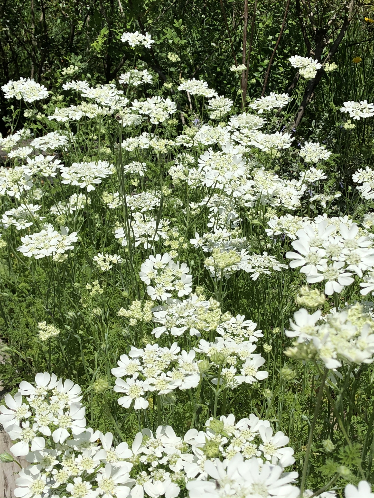 https://www.treeoflife.co.jp/garden/news/images/ffbd2adbf44b213fdc5a8232cbc7bf745190c984.jpeg