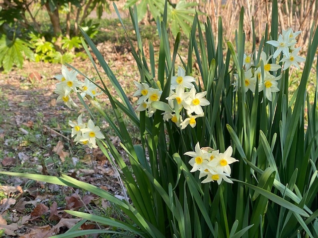 https://www.treeoflife.co.jp/garden/news/images/image17.jpeg