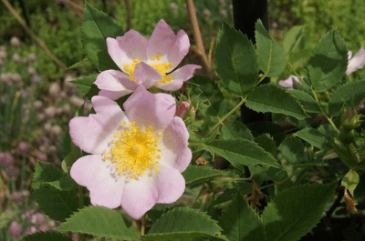 https://www.treeoflife.co.jp/garden/news/images/w.png