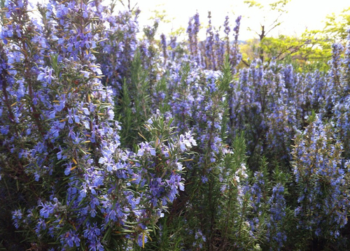 rosemary_flower_w800.jpg