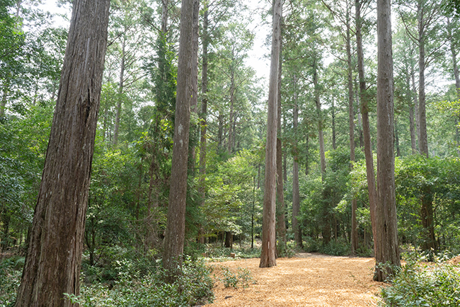 hinoki_forest.jpg