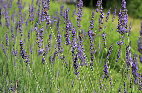 【薬0708】BeeFarm_lavender_h300.jpg