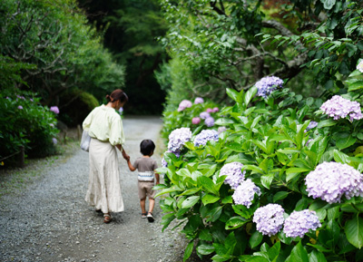 素敵な暮らし‗前編‗アジサイ_w400.jpg