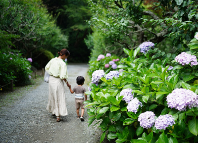 素敵な暮らし‗前編‗アジサイ_w400.jpg