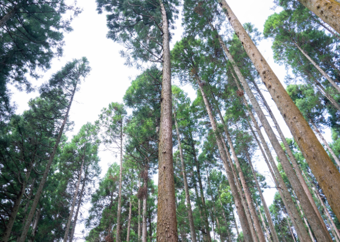小国杉