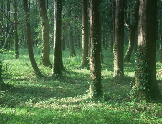 森林療法イメージ（650×500）.jpg